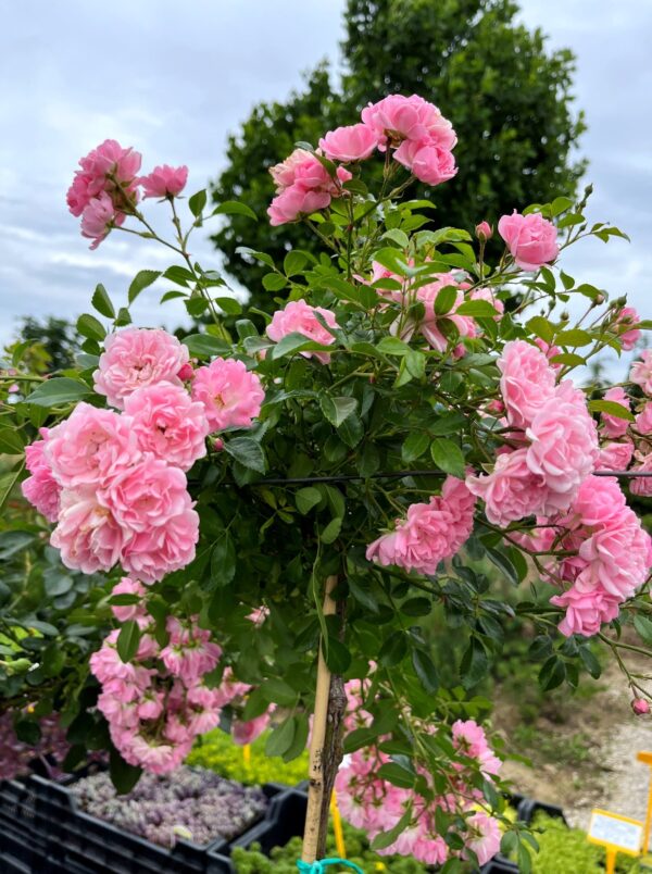 ROSA - kmeň