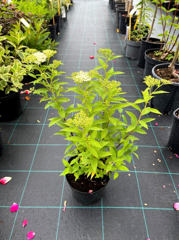 Spiraea japonica 'Albiflora' - Image 2