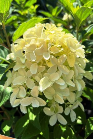 Hydrangea paniculata 'Lemonlight'