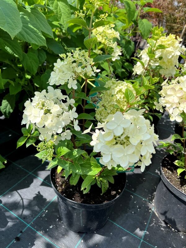 Hydrangea paniculata 'Petite Star'