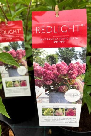 Hydrangea paniculata 'Redlight'