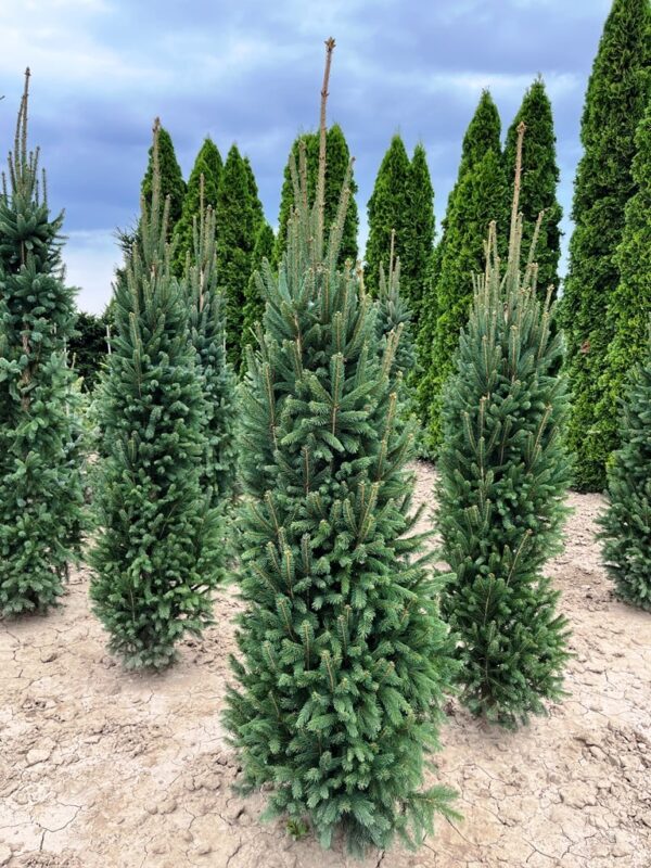 Picea abies 'Cupressina'