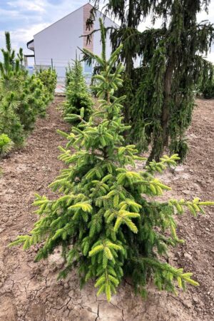 Picea omorika 'Golden Rain'