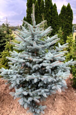 Picea pungens