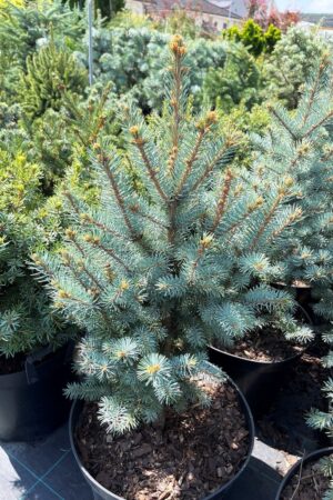 Picea pungens 'Conica Sylvanus'