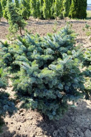 Picea sitchensis 'Nana'