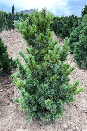 Pinus parviflora 'Bergman'