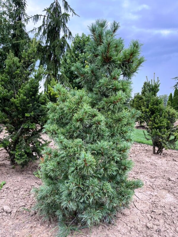 Pinus parviflora 'Bonsai'