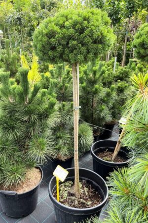 Pinus uncinata 'Hnizdo'