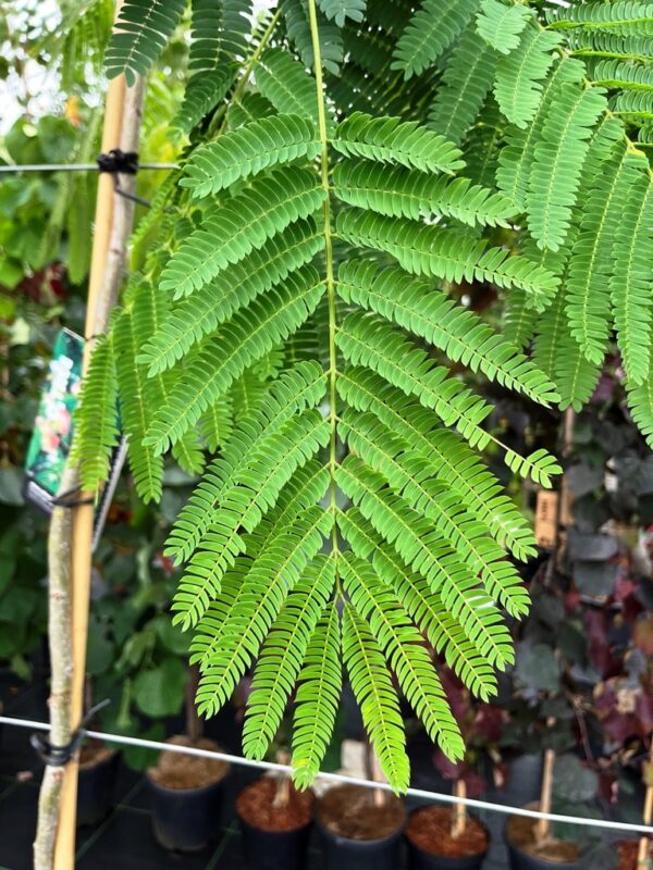 Albizia julibrissin 'Ombrella' - Image 2