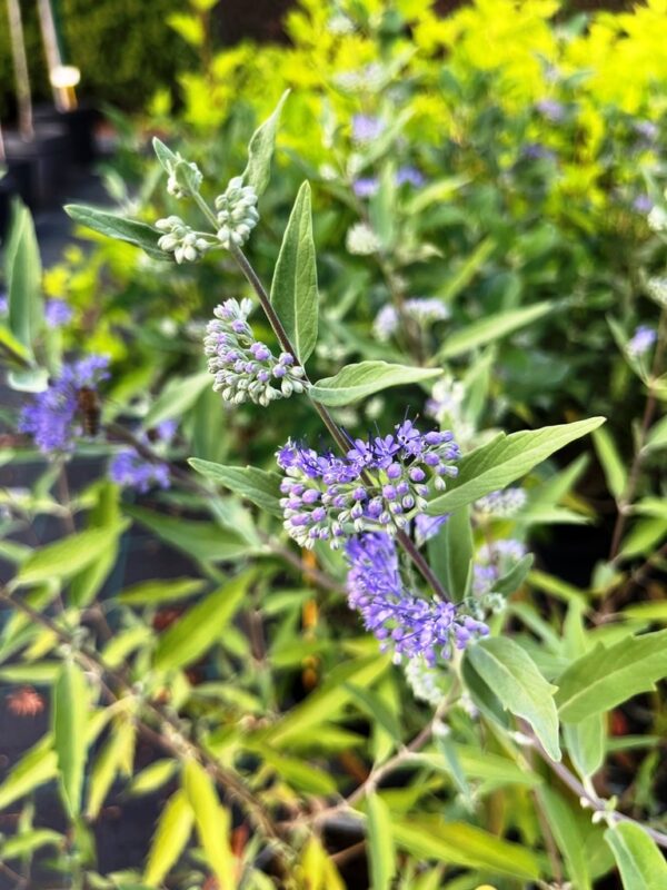 Caryopteris x clandonensis  'Dark Knight'