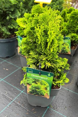 Chamaecyparis obtusa 'Aurora'