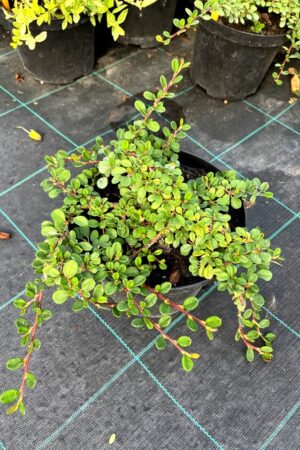 Cotoneaster procumbens 'Queen of Carpets'