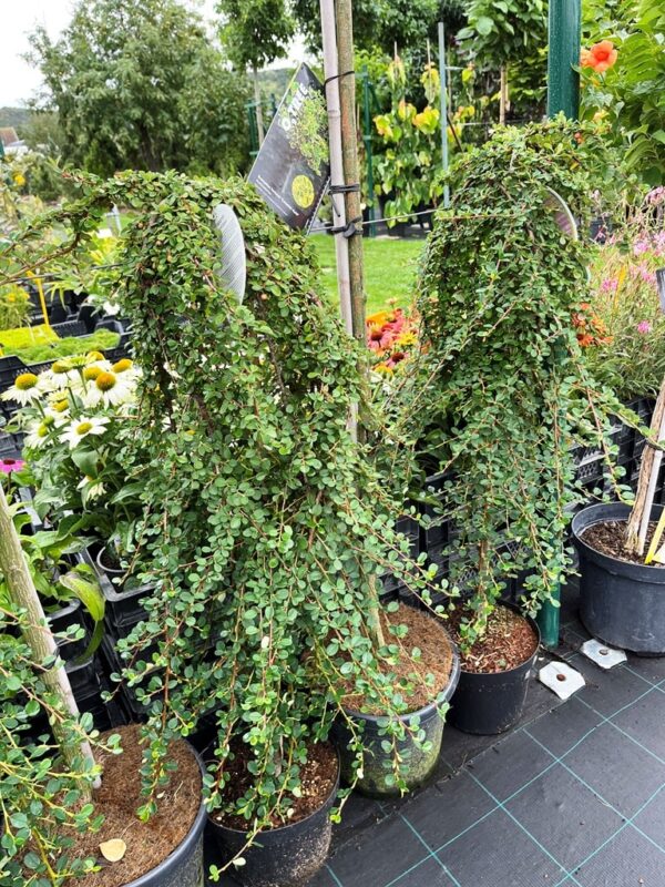 Cotoneaster procumbens 'Queen of Carpets' - Image 2