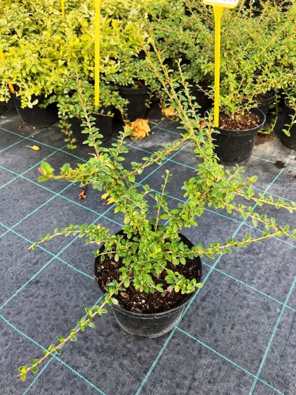 Cotoneaster suecicus 'Coral Beauty'
