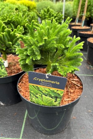 Cryptomeria japonica 'Tomahawk'