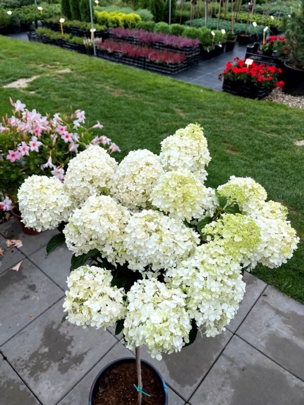Hydrangea paniculata 'Bobo' - Image 2
