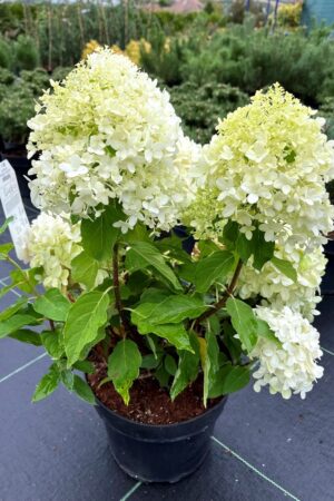 Hydrangea paniculata 'Little Spooky'