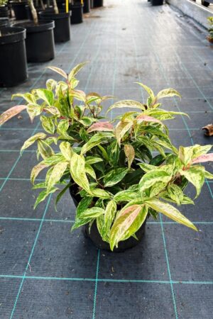 Leucothoe 'Rainbow'