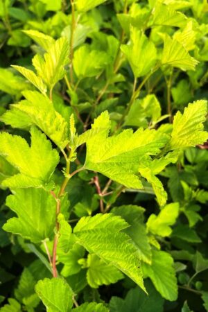Physocarpus opulifolius 'Dart's Gold'
