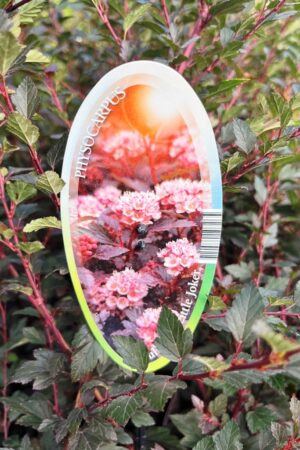 Physocarpus opulifolius 'Little Joker'