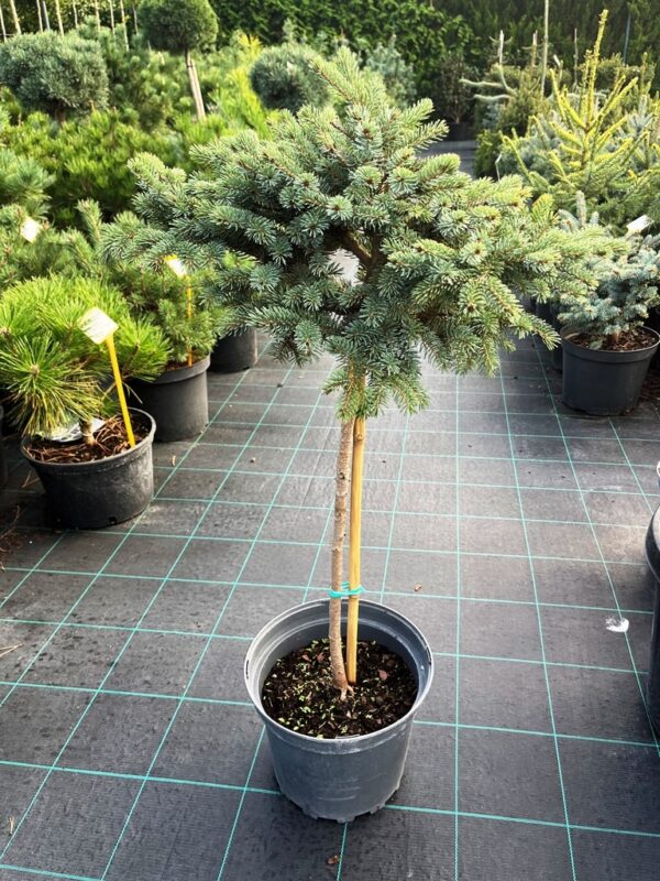 Picea x mariorika 'Machala'
