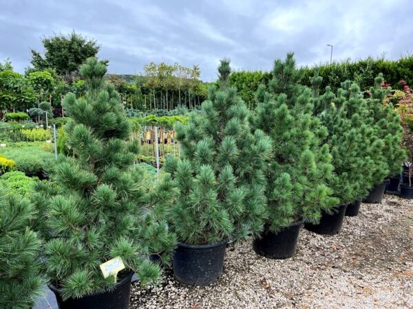Pinus cembra