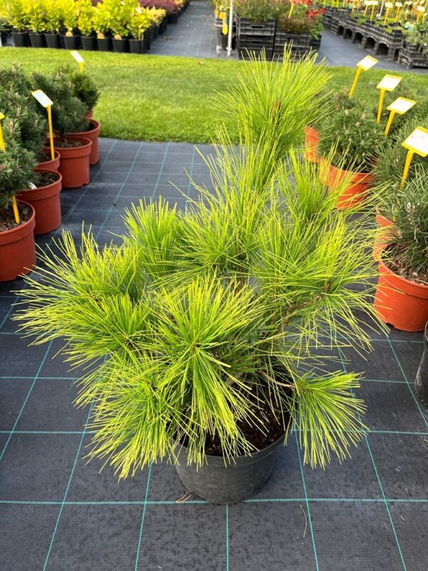 Pinus densiflora 'Aurea'