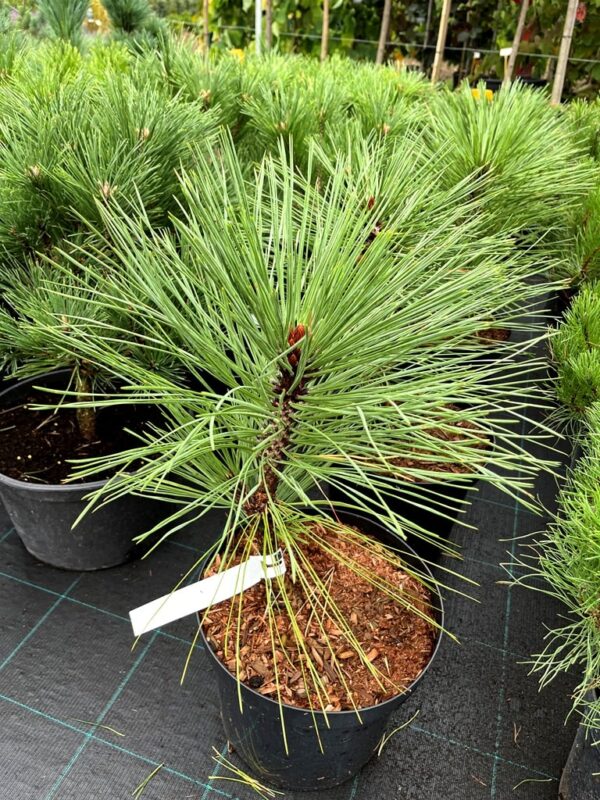 Pinus jeffreyi 'Joppi'