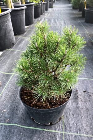 Pinus mugo 'Mini Mops'