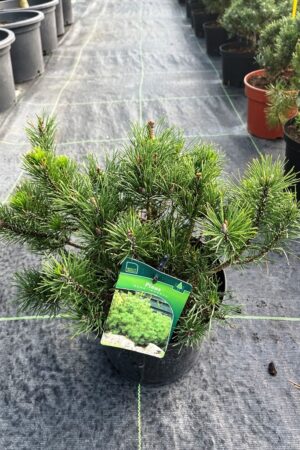 Pinus mugo mughus
