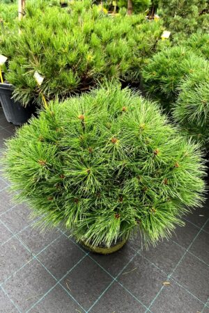 Pinus nigra 'Benelux'