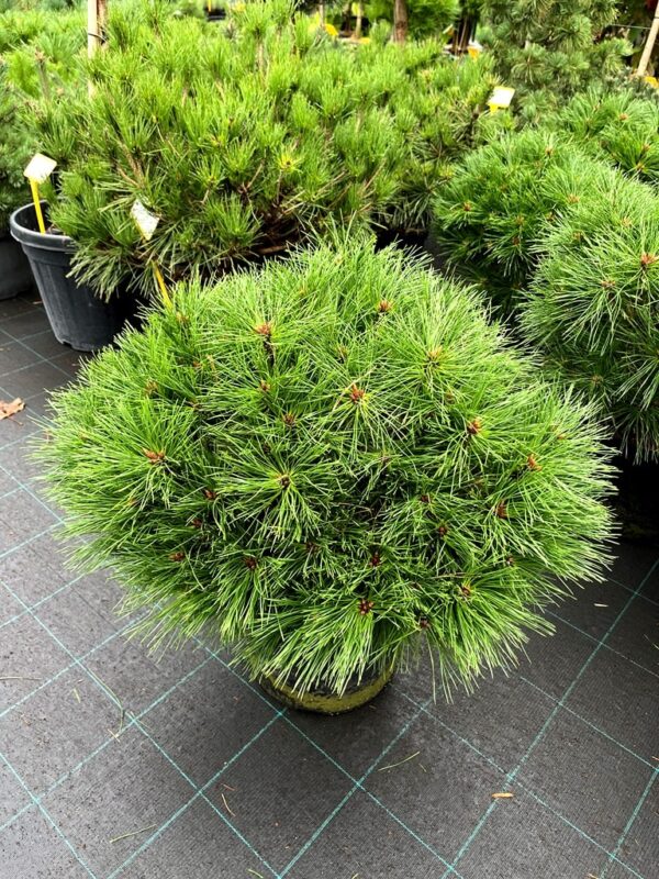 Pinus nigra 'Benelux'