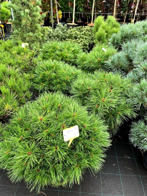 Pinus nigra 'Benelux' - Image 2