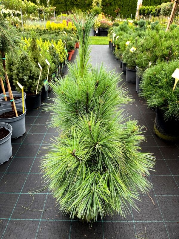Pinus x schwerinii 'Wiethorst'