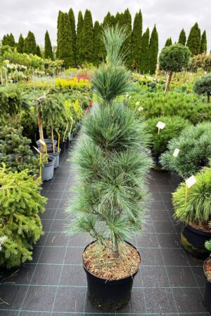 Pinus strobus 'Fastigiata'