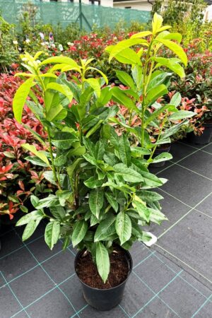 Prunus laurocerasus 'Genolia'
