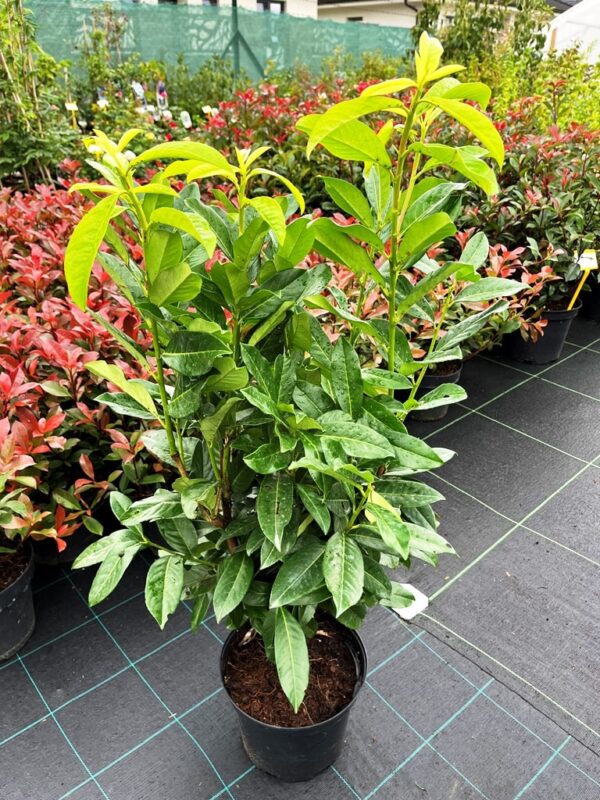 Prunus laurocerasus 'Genolia'