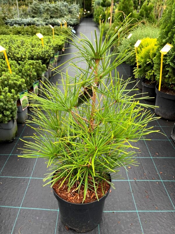 Sciadopitys verticillata