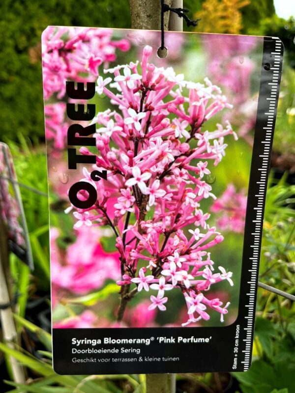 Syringa 'Pink Perfume'