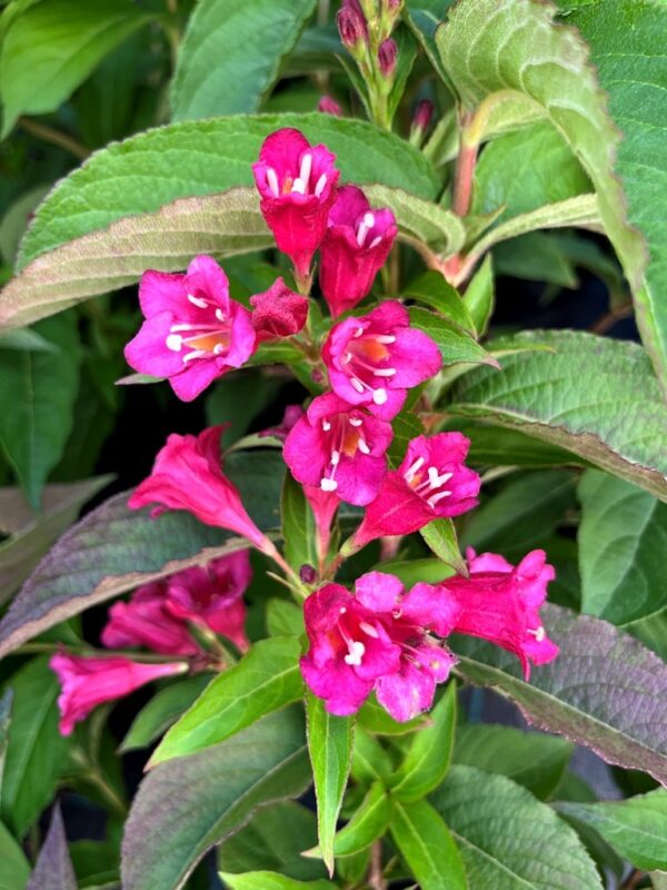 Weigela florida 'Bristol Ruby'