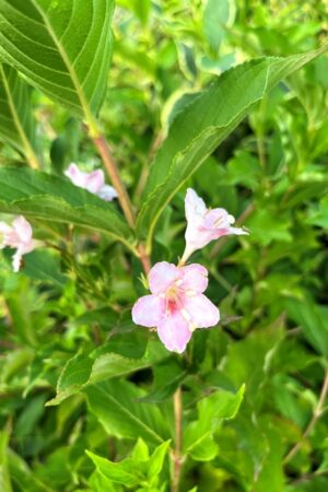 Weigela florida 'Rosea'