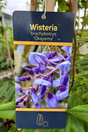 Wisteria brachybotrys 'Okayama'