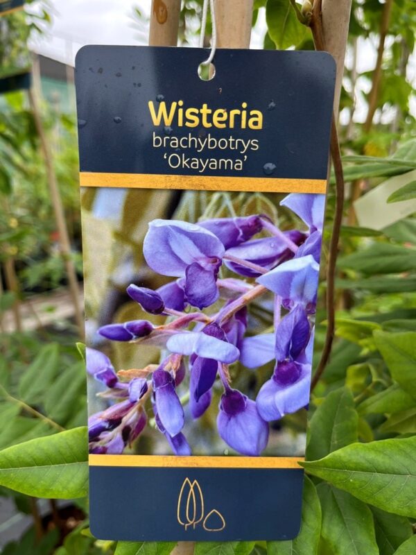Wisteria brachybotrys 'Okayama'