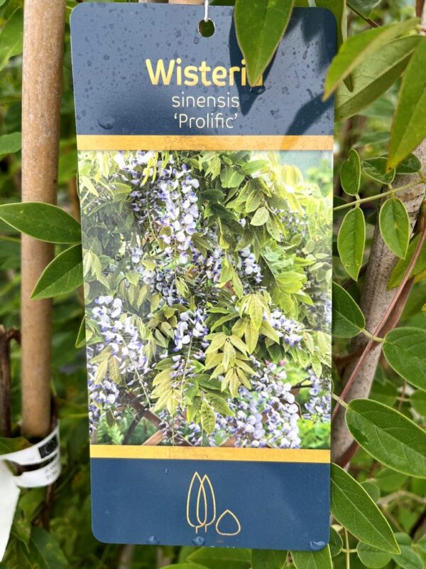 Wisteria sinensis 'Prolific'