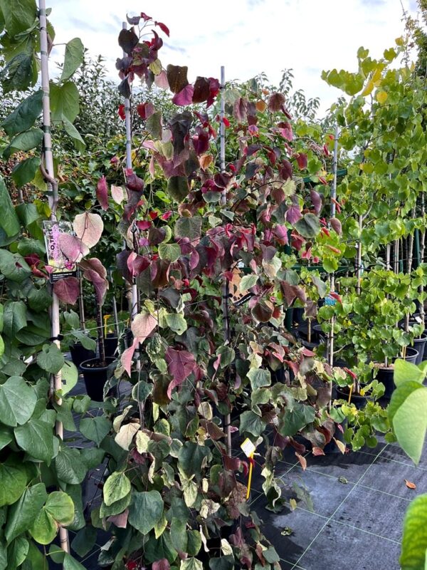 Cercis canadensis 'Carolina Sweetheart' - Image 2
