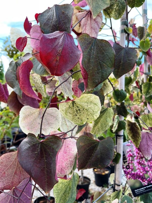 Cercis canadensis 'Carolina Sweetheart' - Image 3