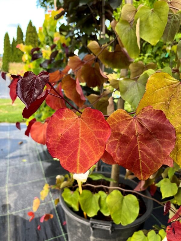 Cercis canadensis 'Eternal Flame' - Image 3