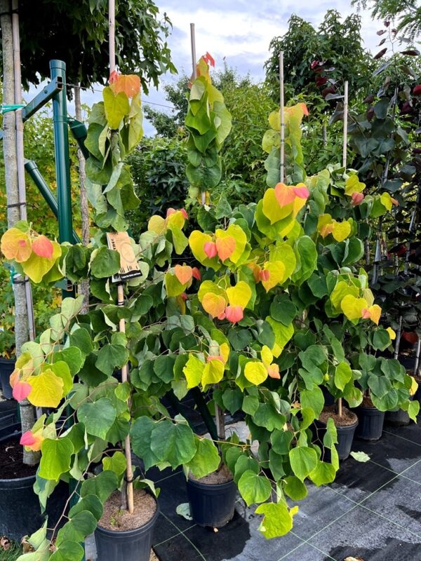 Cercis canadensis 'The Rising Sun'