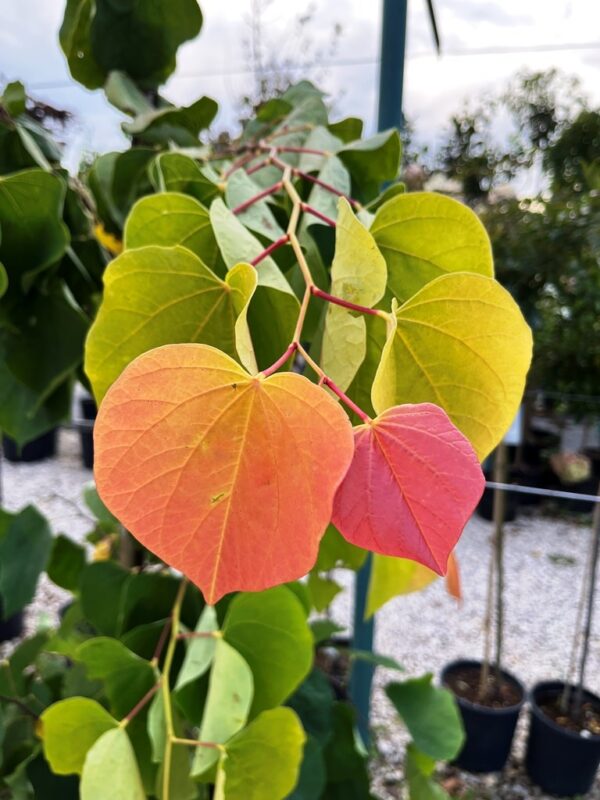 Cercis canadensis 'The Rising Sun' - Image 2